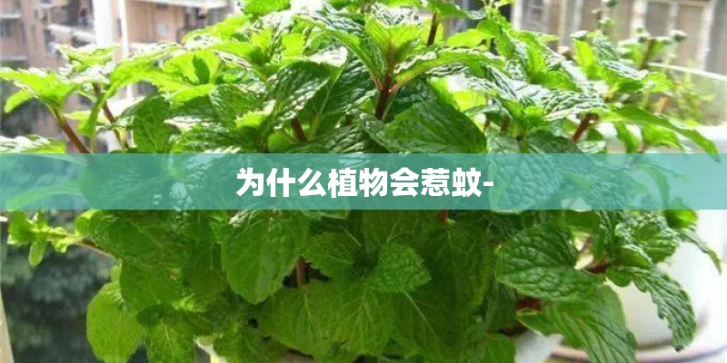 为什么植物会惹蚊-