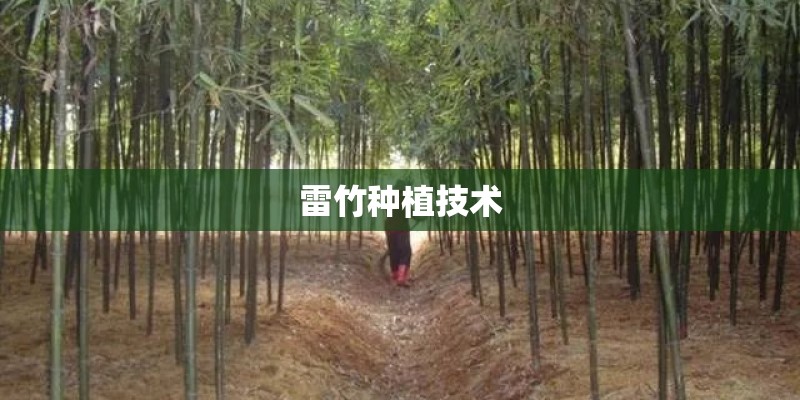 雷竹种植技术