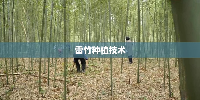 雷竹种植技术