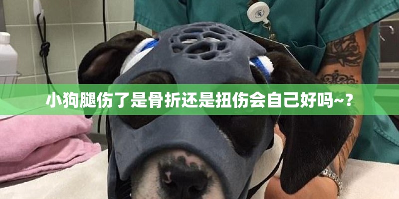 小狗腿伤了是骨折还是扭伤会自己好吗~？