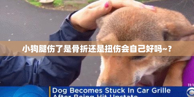 小狗腿伤了是骨折还是扭伤会自己好吗~？