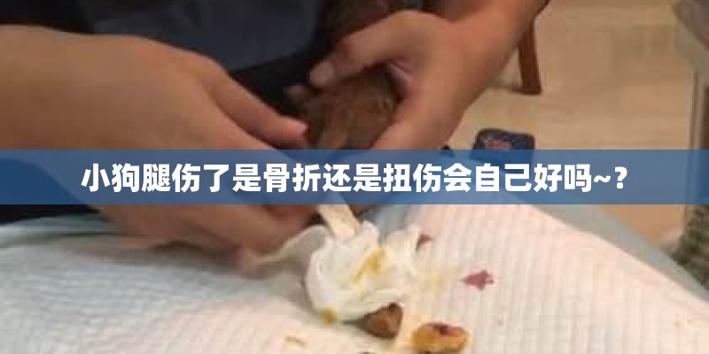 小狗腿伤了是骨折还是扭伤会自己好吗~？