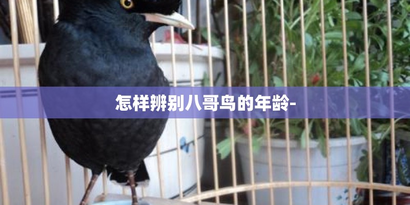 怎样辨别八哥鸟的年龄-