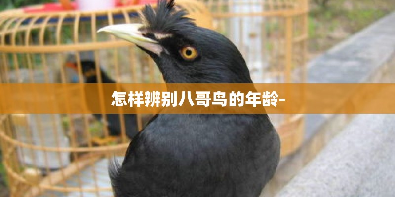 怎样辨别八哥鸟的年龄-