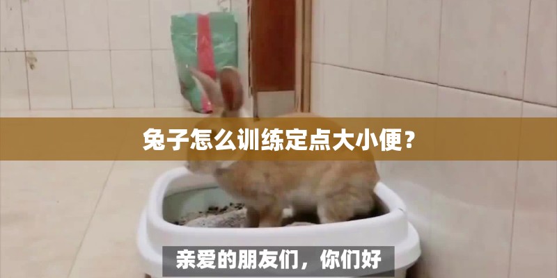 兔子怎么训练定点大小便？