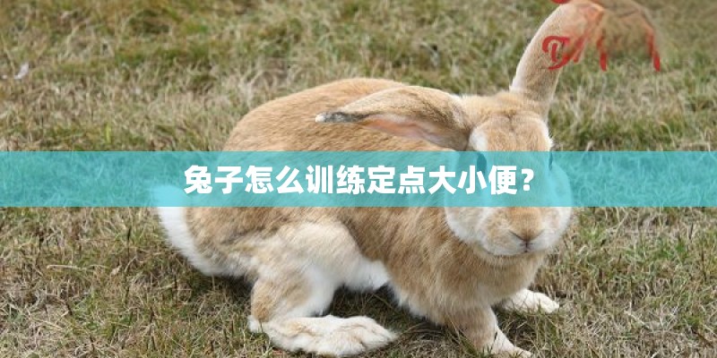 兔子怎么训练定点大小便？