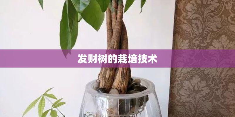 发财树的栽培技术