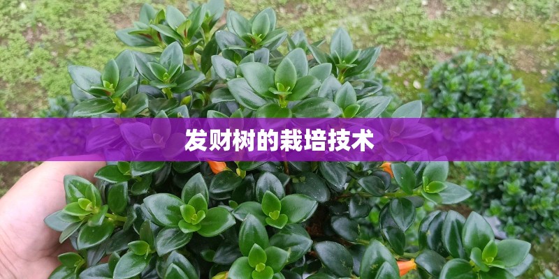 发财树的栽培技术