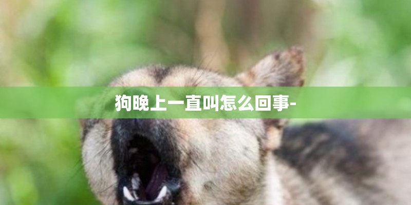 狗晚上一直叫怎么回事-