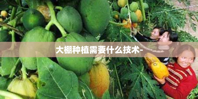 大棚种植需要什么技术-