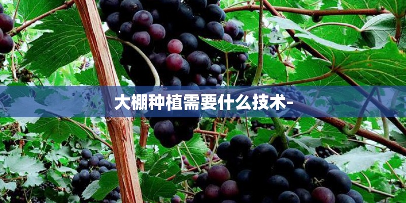 大棚种植需要什么技术-