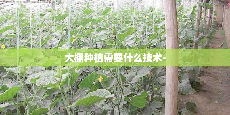 大棚种植需要什么技术-