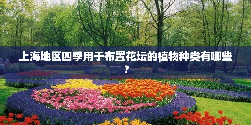 上海地区四季用于布置花坛的植物种类有哪些？