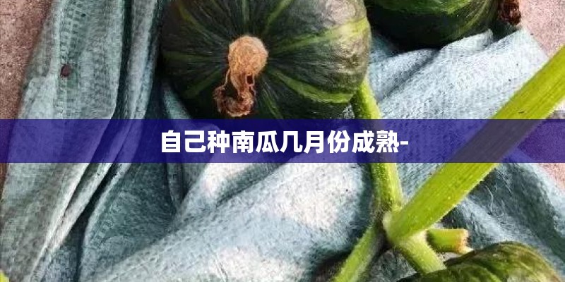 自己种南瓜几月份成熟-