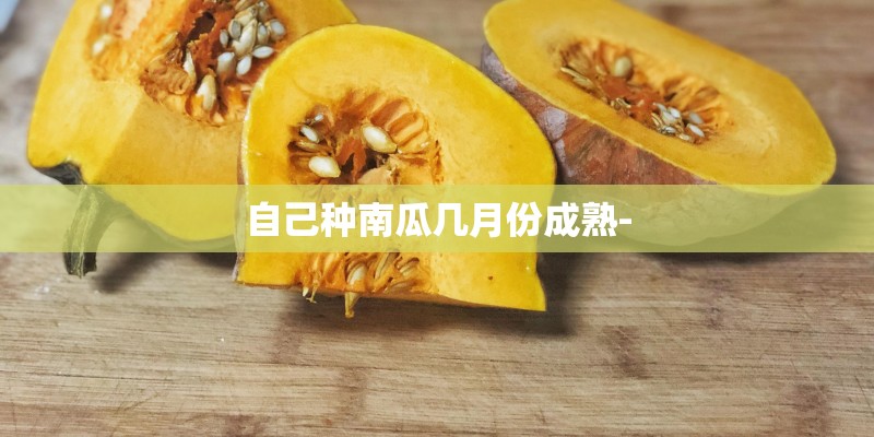 自己种南瓜几月份成熟-