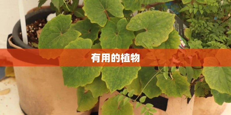 有用的植物