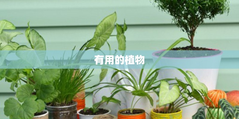 有用的植物