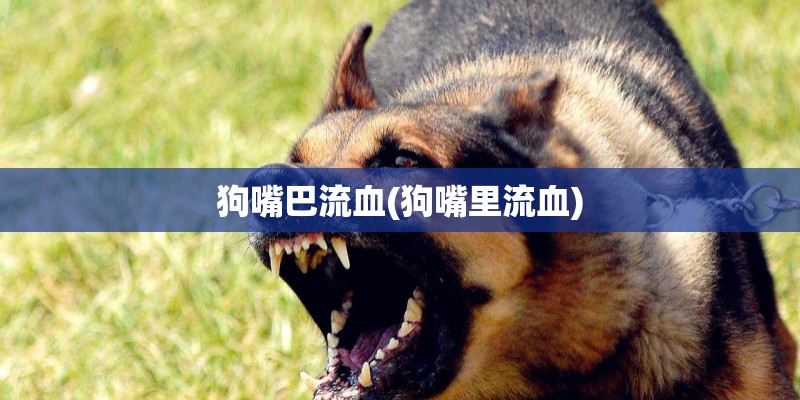 狗嘴巴流血(狗嘴里流血)
