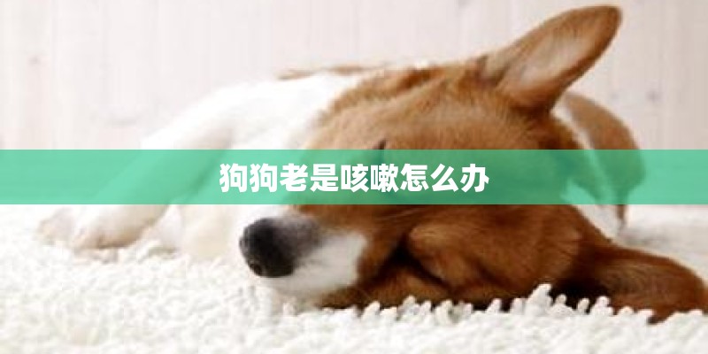 狗狗老是咳嗽怎么办
