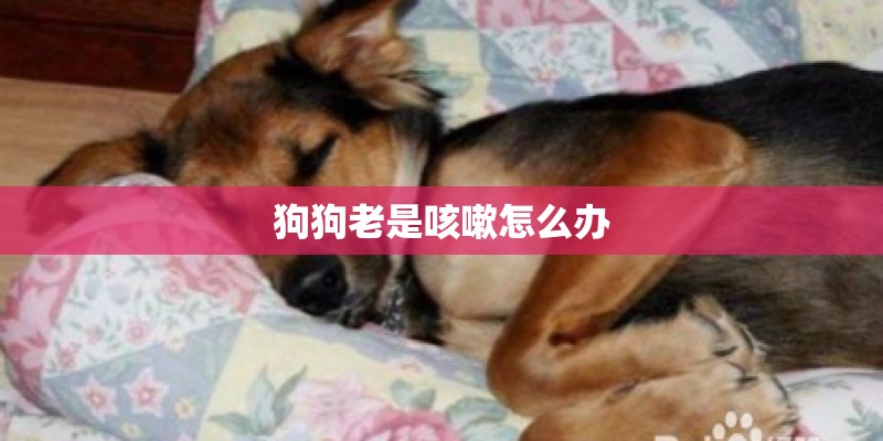 狗狗老是咳嗽怎么办