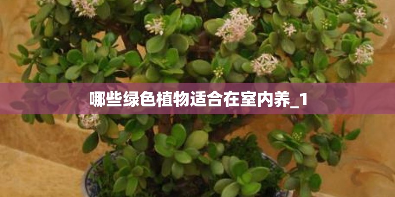 哪些绿色植物适合在室内养_1