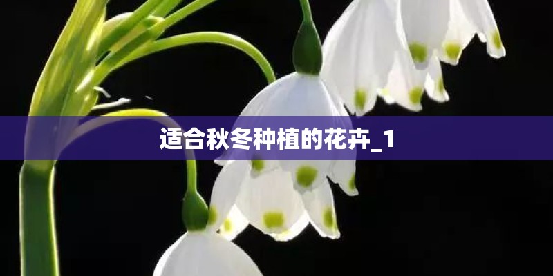 适合秋冬种植的花卉_1