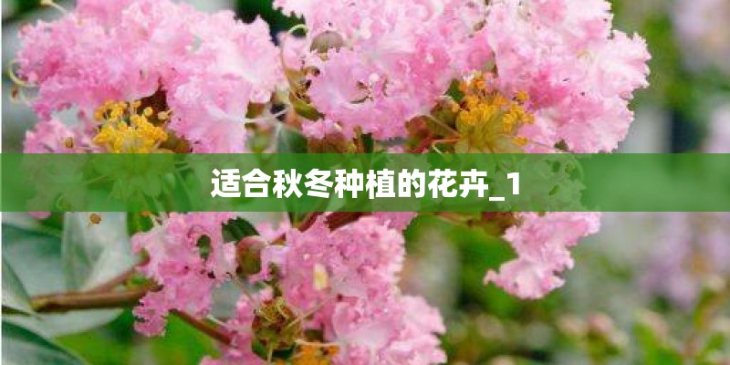 适合秋冬种植的花卉_1