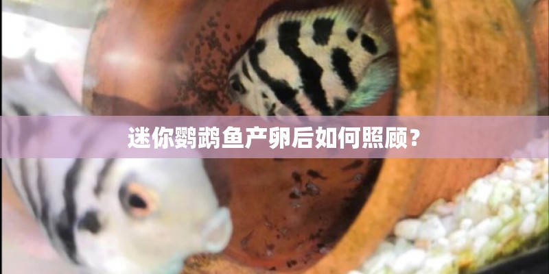 迷你鹦鹉鱼产卵后如何照顾？