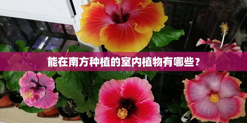 能在南方种植的室内植物有哪些？
