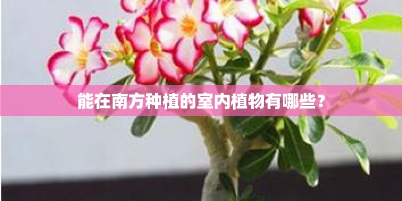 能在南方种植的室内植物有哪些？