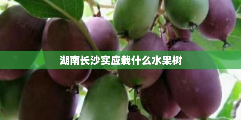 湖南长沙实应栽什么水果树