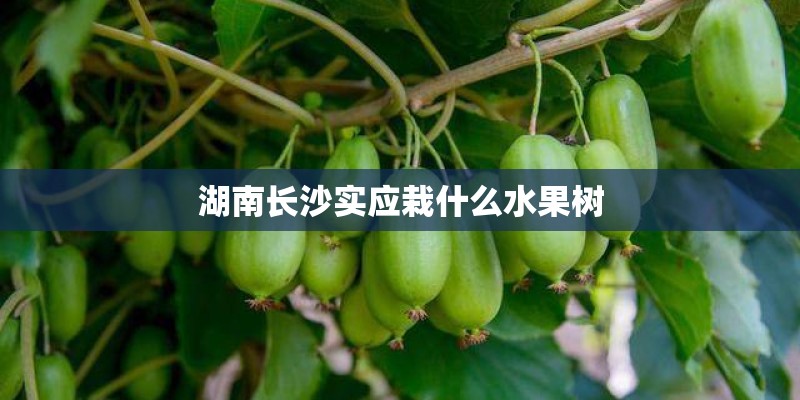 湖南长沙实应栽什么水果树