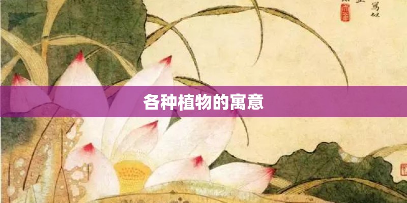 各种植物的寓意
