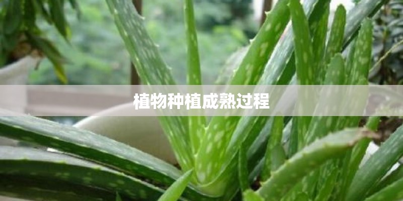 植物种植成熟过程
