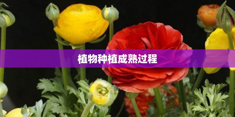 植物种植成熟过程