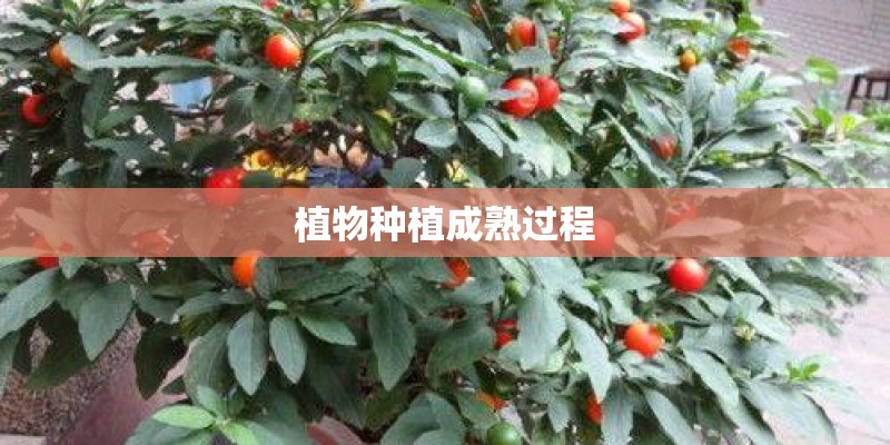 植物种植成熟过程