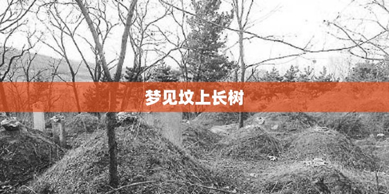 梦见坟上长树
