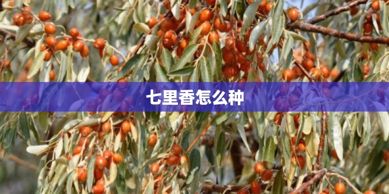 七里香怎么种