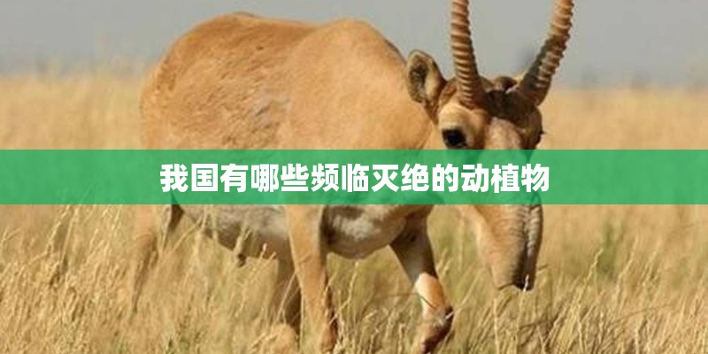 我国有哪些频临灭绝的动植物 我国有哪些频临灭绝的动植物