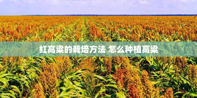 红高粱的栽培方法 怎么种植高粱