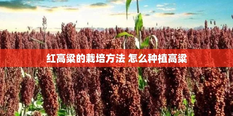 红高粱的栽培方法 怎么种植高粱