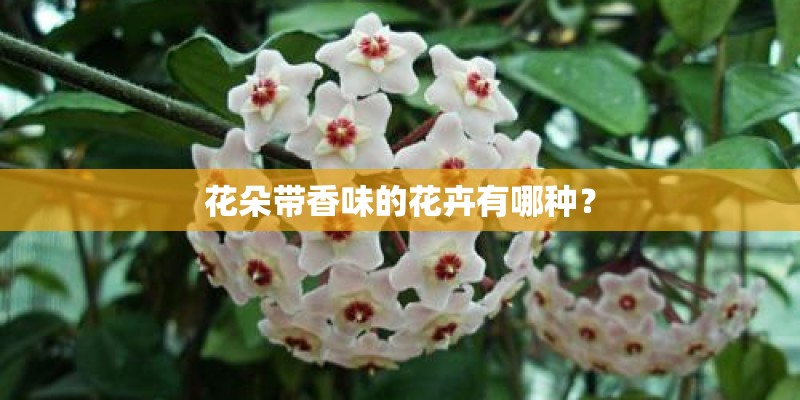 花朵带香味的花卉有哪种？