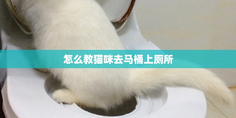 怎么教猫咪去马桶上厕所