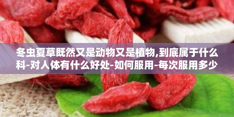 冬虫夏草既然又是动物又是植物,到底属于什么科-对人体有什么好处-如何服用-每次服用多少-