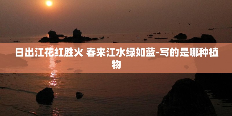 日出江花红胜火 春来江水绿如蓝-写的是哪种植物