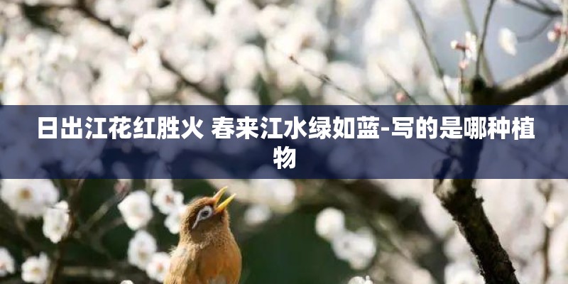 日出江花红胜火 春来江水绿如蓝-写的是哪种植物