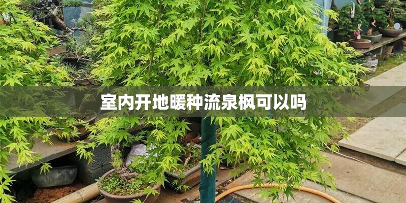 室内开地暖种流泉枫可以吗