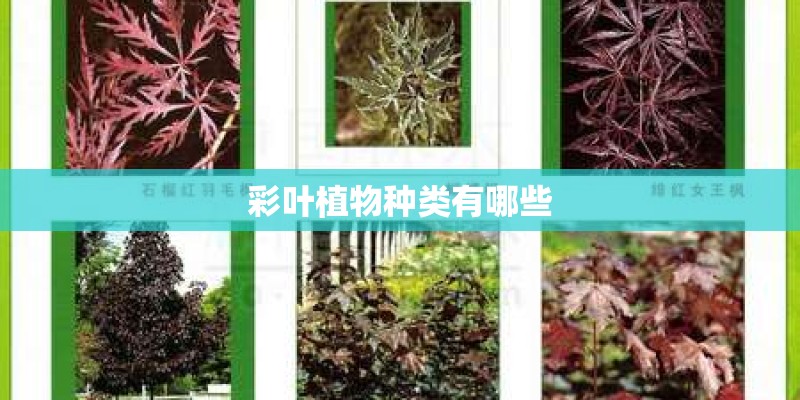 彩叶植物种类有哪些