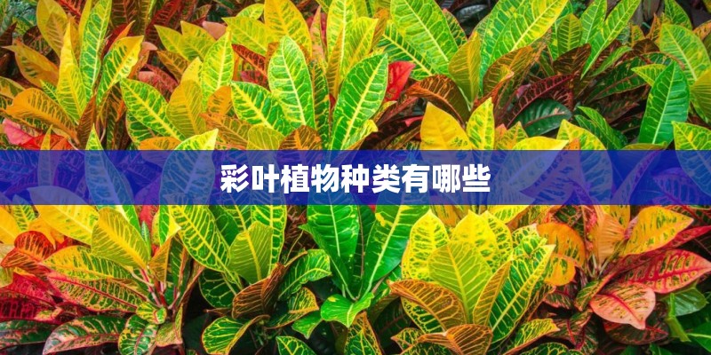 彩叶植物种类有哪些