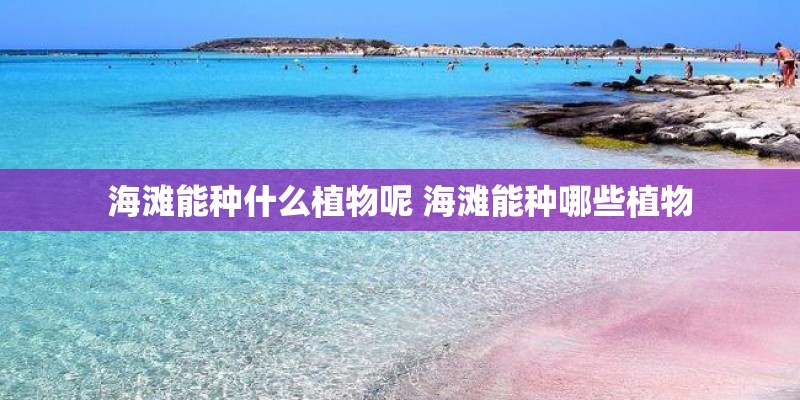 海滩能种什么植物呢 海滩能种哪些植物